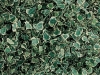 Hedera Helix Elegantissima